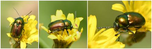 Cryptocephalus sp.